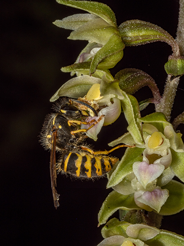 Epipactis purpurata 