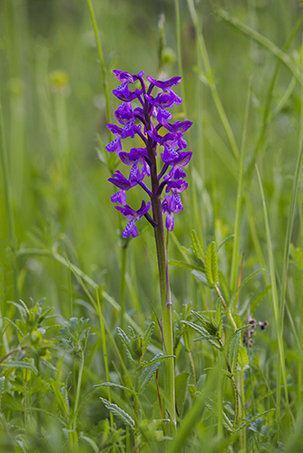 Anacamptis morio