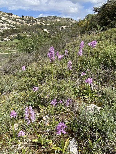 Orchis italica