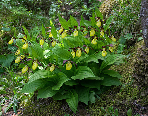 Cypripedium calceolus