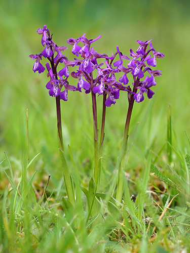 Anacamptis morio