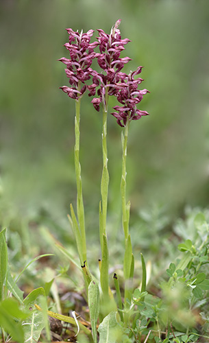 Anacamptis coriophora 