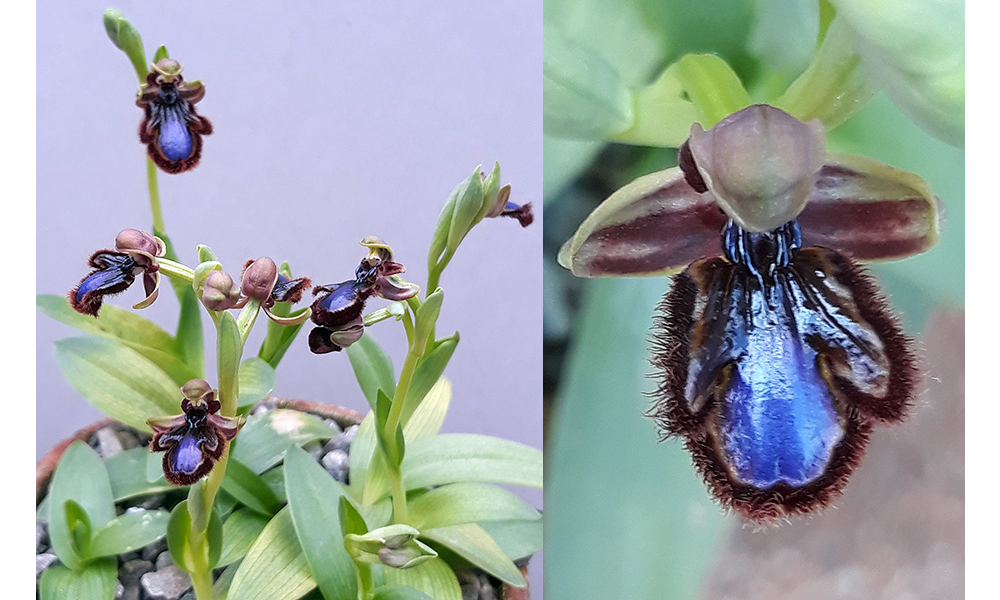 Ophrys speculum