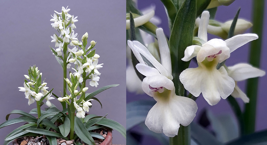 Dactylorhiza romana